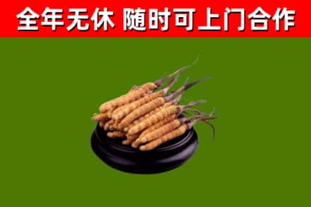萨迦回收冬虫夏草
